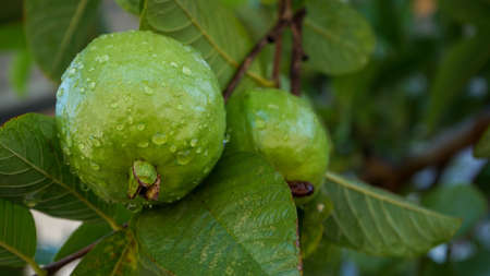Close up guava fruit on the tree