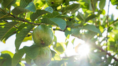 Close up guava fruit on the tree