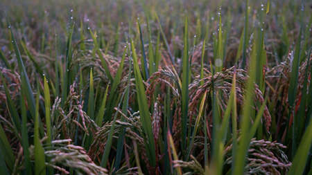 Beautiful view of rice and morning dew