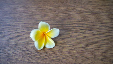 Close up the yellow frangipani flower on a wooden table