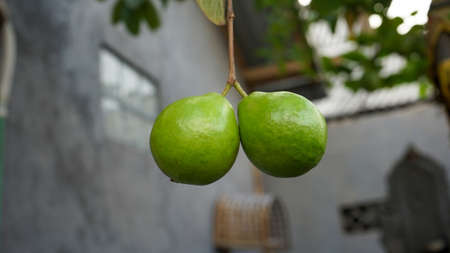 Close up of guava fruit