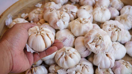 Close up of the hand holding the garlic
