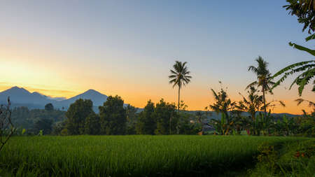 Beautiful view of the rising sun sky from the rice fieldsの写真素材