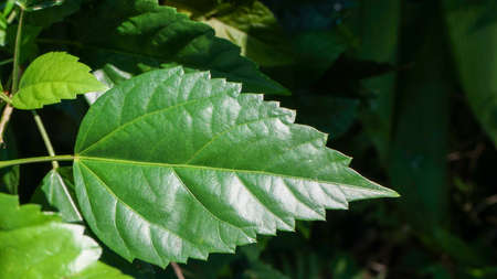 Close up of hibiscus leavesの写真素材