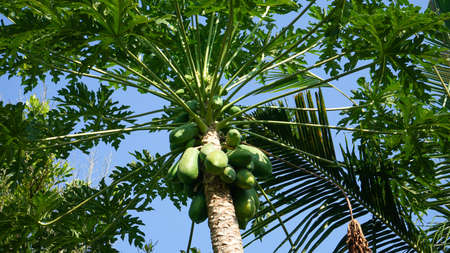 Papaya tree that is bearing fruitの写真素材