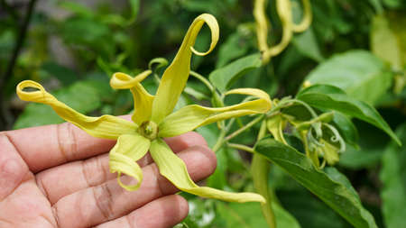 Close up hands holding yellow flowersの写真素材