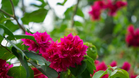 Close up Red bougainvillea flowersの写真素材