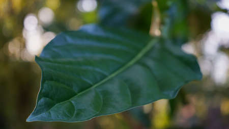 Close up Noni leaf