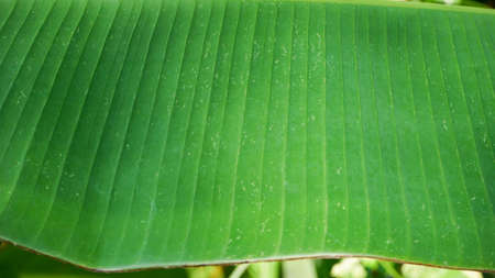 Close up of banana leavesの写真素材