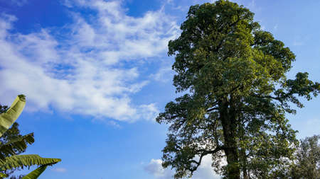 View of a large tree and blue sky
