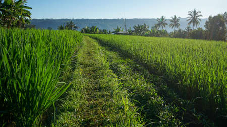 The natural scenery of rice fields in the countrysideの写真素材