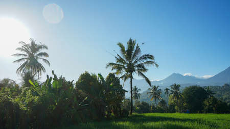 The natural scenery of rice fields in the countryside in the morningの写真素材