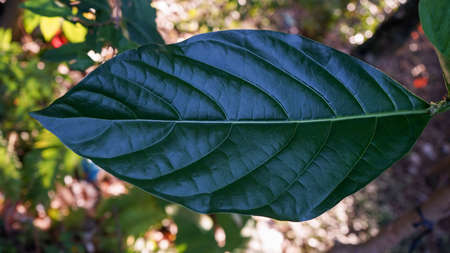 Close up the leaves of the plantの写真素材