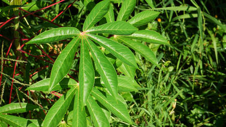 Close up the leaves of the plantの写真素材