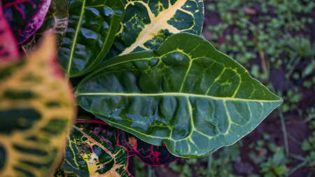 Close up the leaves of the plant