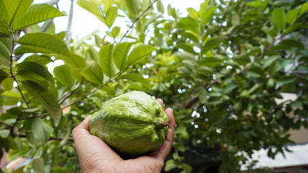 Close up guava background.の写真素材