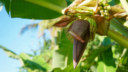 Close up of banana trees that bear fruitの写真素材