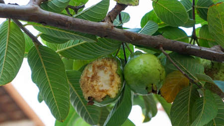 Close up guava background.の写真素材