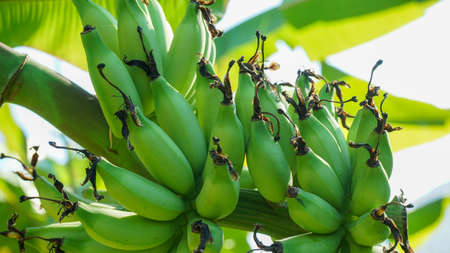Close up young bananas on the treeの写真素材