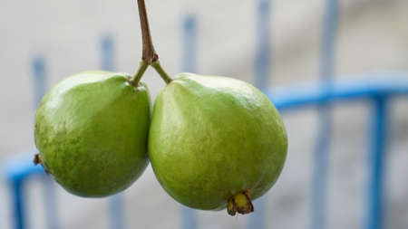 Close up guava background.の写真素材