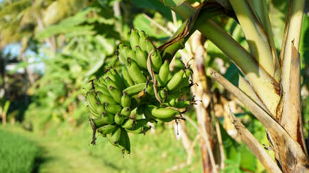 Close up young bananas on the treeの写真素材
