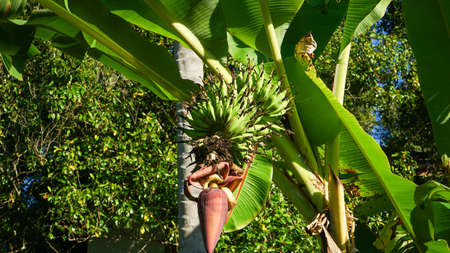 Close up young bananas on the treeの写真素材