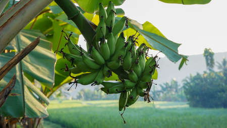 Close up young bananas on the treeの写真素材