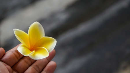 Close up of frangipani flowers yellow