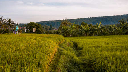Beautiful views of rice fields at sunriseの写真素材