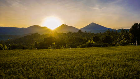 Beautiful views of rice fields at sunriseの写真素材