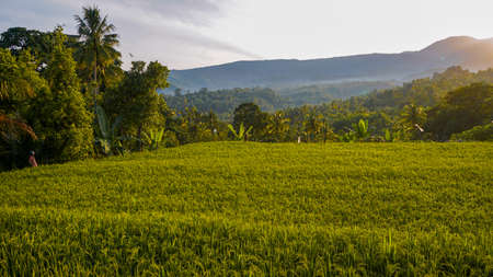 Scenery in the tropical countryside in the morningの写真素材