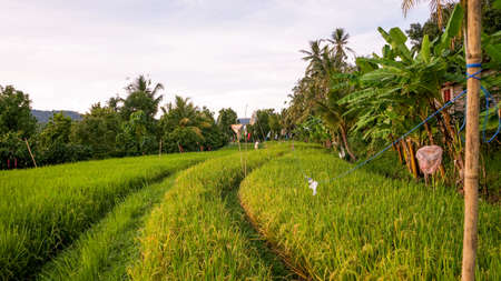 Scenery in the tropical countryside in the morningの写真素材
