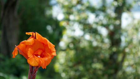 Close up of a yellow flower in bloomの写真素材