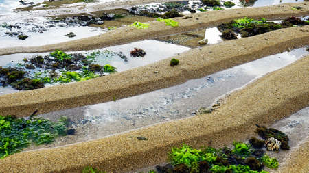 Sand and seaweed on the beachの写真素材