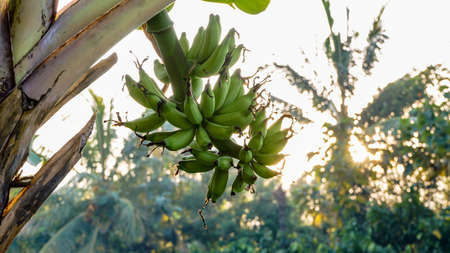 Close up of banana fruit on the treeの写真素材