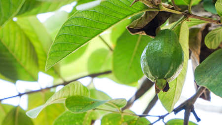 Full frame of guava tree