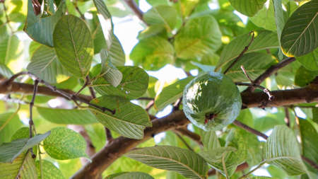 Full frame of guava treeの写真素材