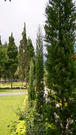 Plants in a tourist garden in Baliの写真素材