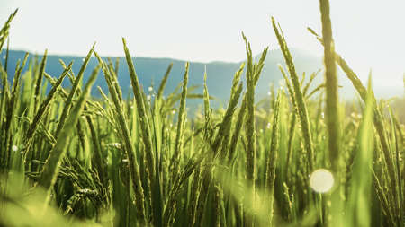 Close up of rice plants in rice fieldsの写真素材