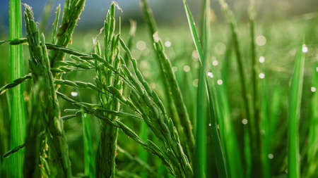 Close up of rice plants in rice fieldsの写真素材