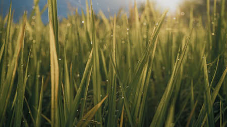 Close up of rice plants in rice fieldsの写真素材