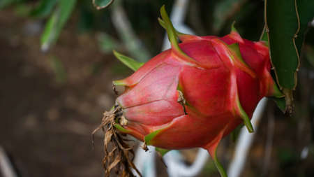 Close up of ripe dragon fruit on the treeの写真素材