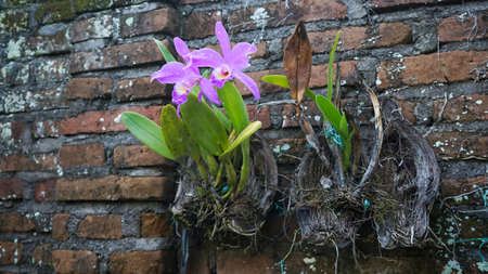 Close up of a flower in bloomの写真素材