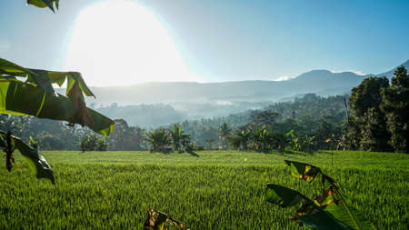 Tropical rural scenery in the morningの写真素材