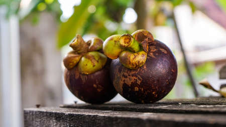 Close up of ripe mangosteen fruitの写真素材