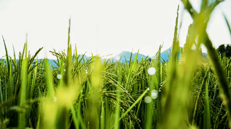 Close up of green rice with beautiful morning dewの写真素材