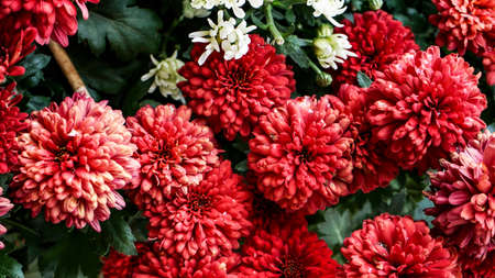 Close-up of blooming tropical flowersの写真素材