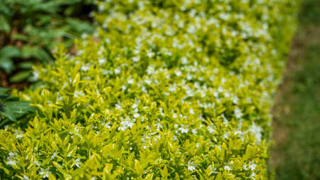 Close-up of blooming tropical flowersの写真素材