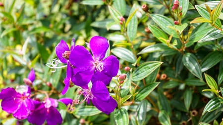 Close-up of blooming tropical flowersの写真素材