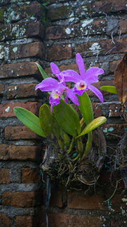 Close-up of blooming tropical flowersの写真素材
